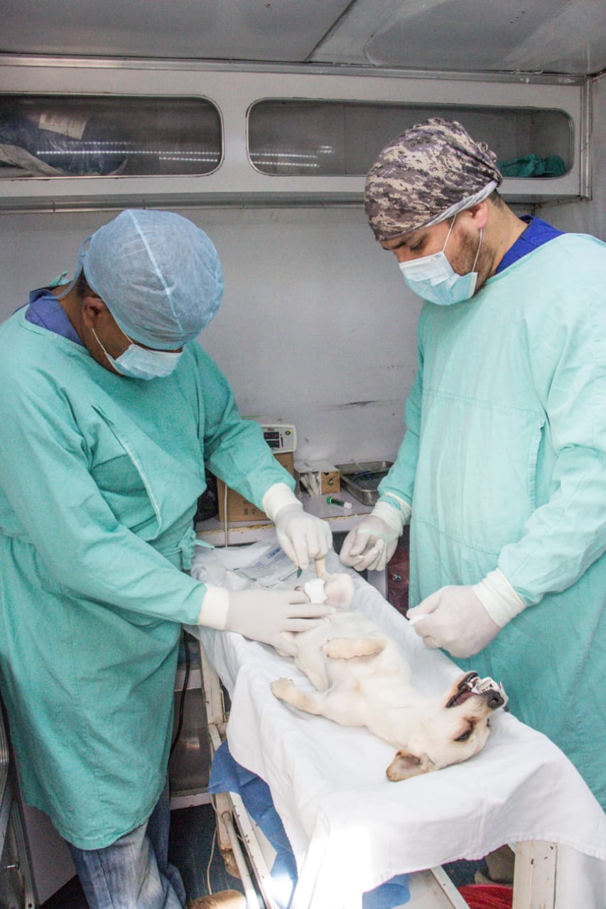 01-ESTERILIZACI+ôN CANINA LLEGA A LA LUZ