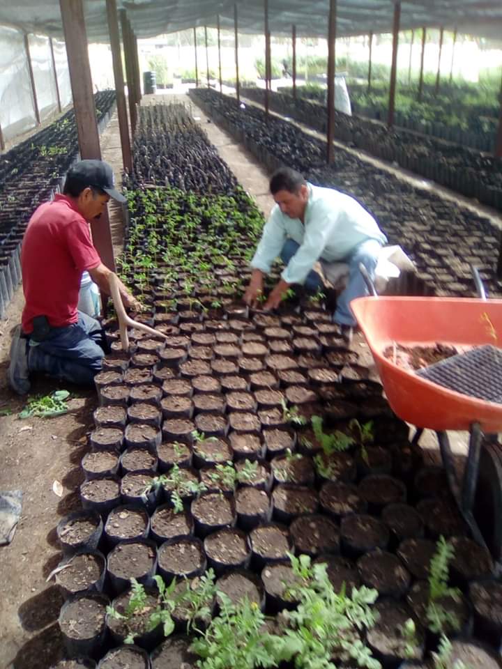 01–VIVEROS DE LERDO NO DETIENEN SU PRODUCCI+ôN-260520