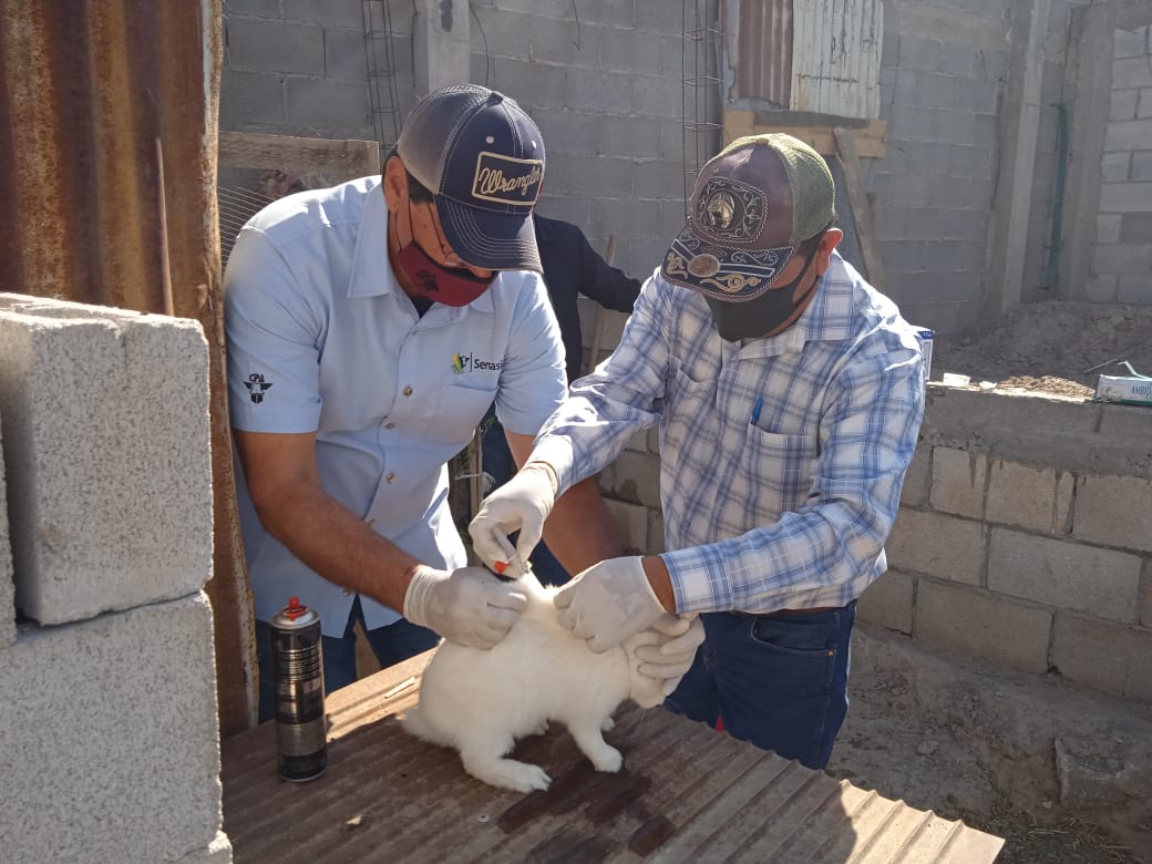 01-INICIAN CAMPAÑA GRATUITA PARA VACUNAR CONEJOS EN LERDO-020321